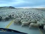 Böyle bir koyun sürüsü görmediniz!
