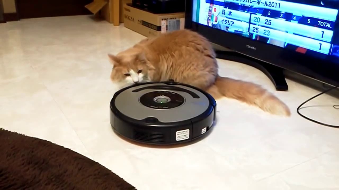 日本商工がルンバに乗るネコをリサーチ　Cat riding ROOMBA