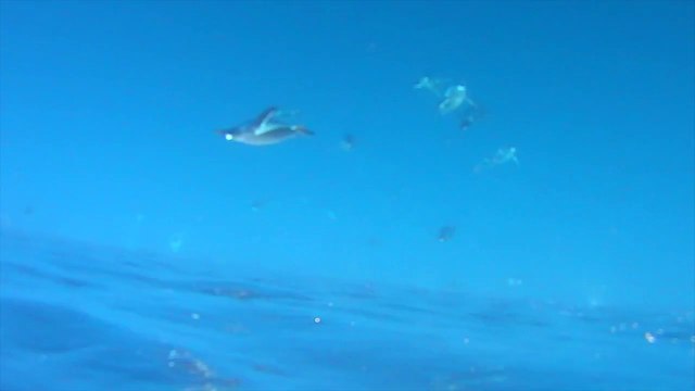 Des manchots volent sous l'eau... effet d'optique dingue et sensations étonnantes!