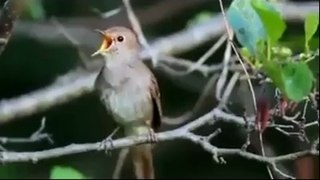 A Sparrow with Lot of Voices - Amazing Creature of Allah - Subhan Allah - Gbtune