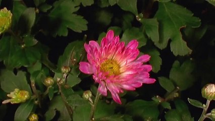 Flower audio test
