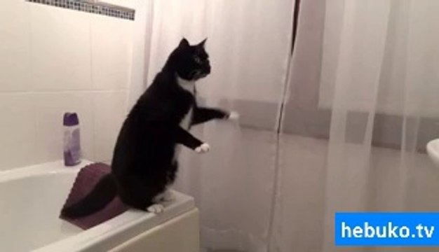 Aynada kendini görüp kedi olduğuna inanamayan kedi :D inanılmaaazzzz!