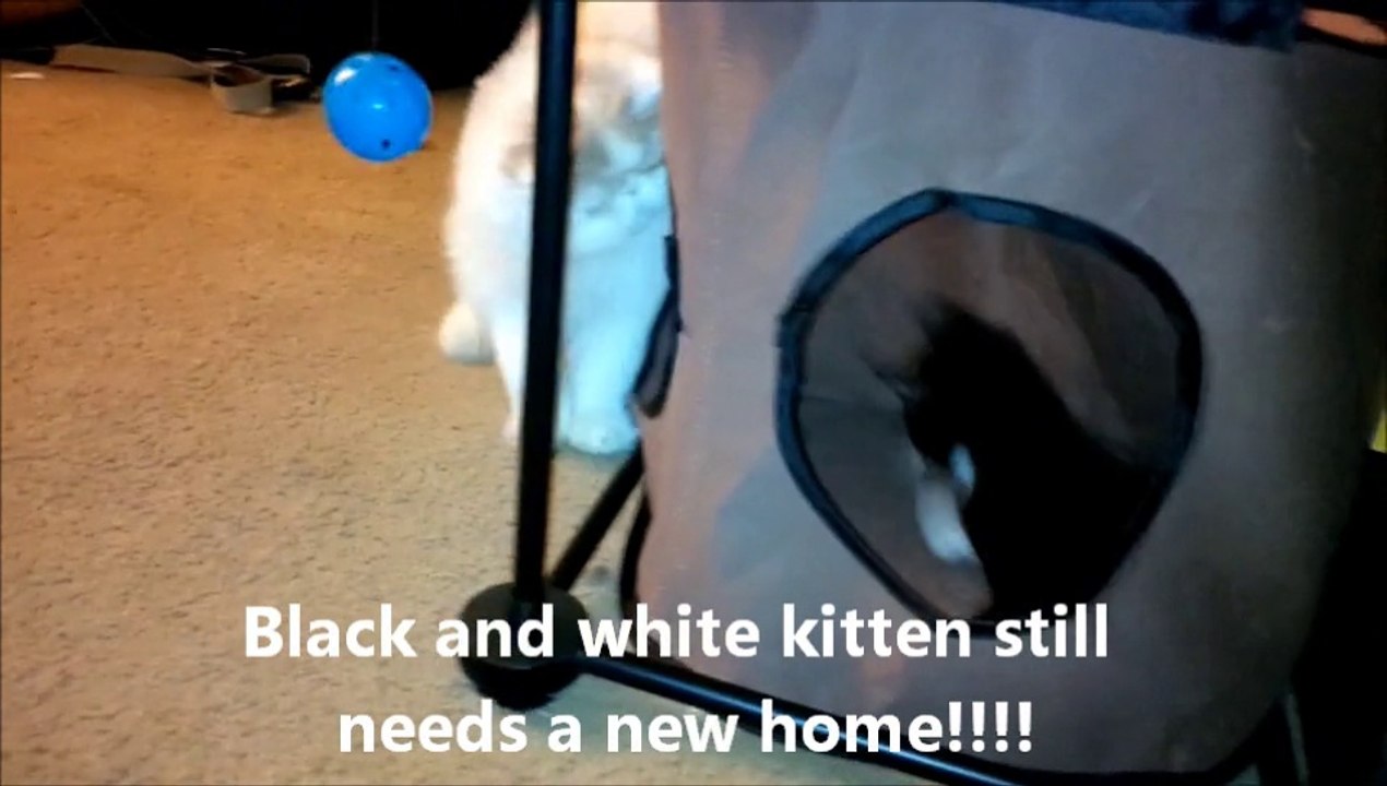 Insane kitten vs. flat-faced abomination