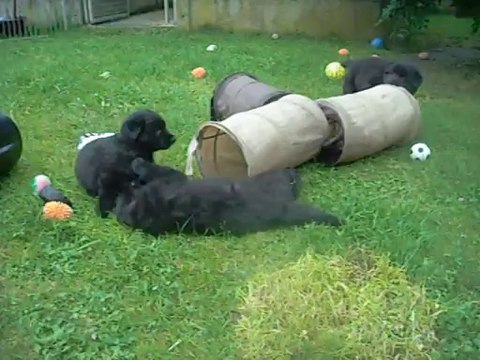 10 juillet 2014 (2) : 5 semaines (bleu, vert, jaune)