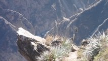 Animaux 04 - Canyon del Colca Condor