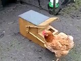 wow amazing thinking to feed a hen and save the food