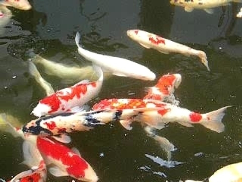08 carpes koi dans un bassin au Japon