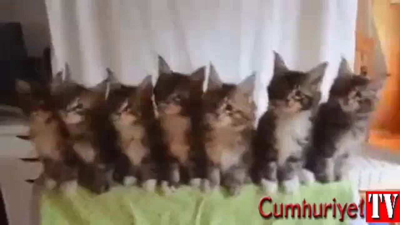 Yavru kedilerin sevimli şovu
