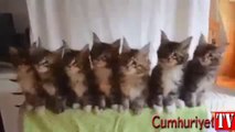 Yavru kedilerin sevimli şovu