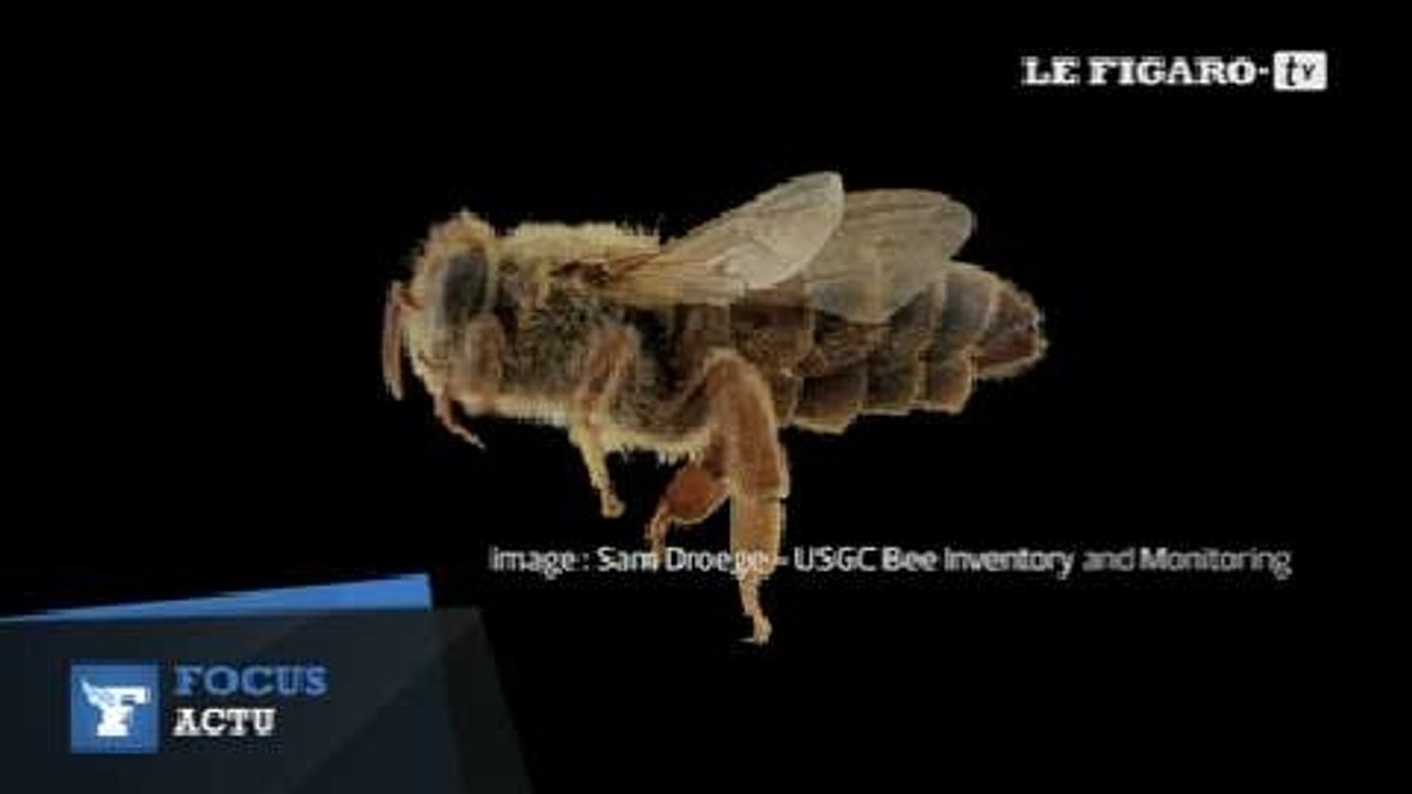 Le mystérieux chant des reines abeilles