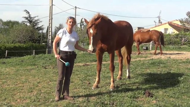 Cheval Pratique 294 - Clicker Training La cible