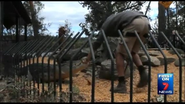 Attaque d'un crocodile au Zoo de Shoalhaven
