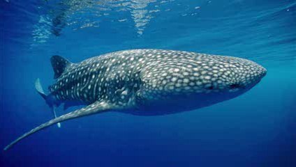 Chant des baleines Extraordinaire relaxation