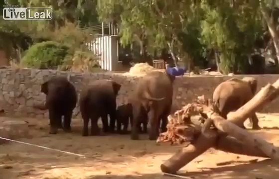 Elefantes protegen a sus crías durante bombardeo en Israel