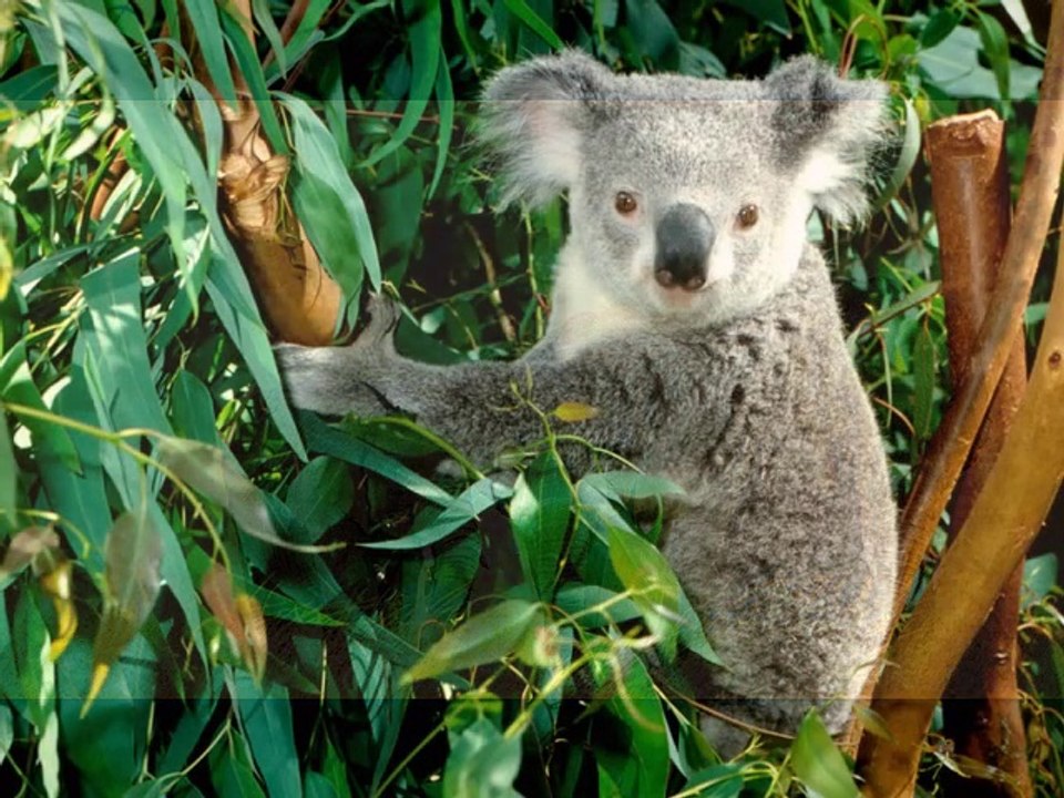 Les animaux sont nos meilleurs amis : Création   d' Emma