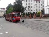 Tramvay'a Kafa Tutan Köpek