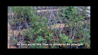 Palo Santo (Bursera Graveolens) Reforestation Program: a visionary project
