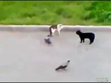 Kargalar Yüzünden Kediler Kapıştı