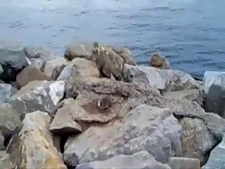 Piskopat Fare Etrafındaki Kedileri Tınlamıyor Bile