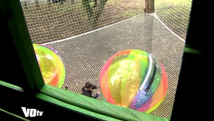 VOTV  Le village des Elfes du Parc Xtrem Aventures