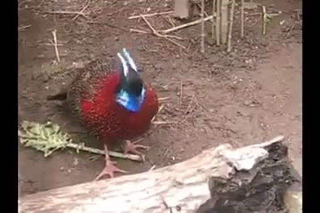 beautiful creation ofALLAH watch this unique bird