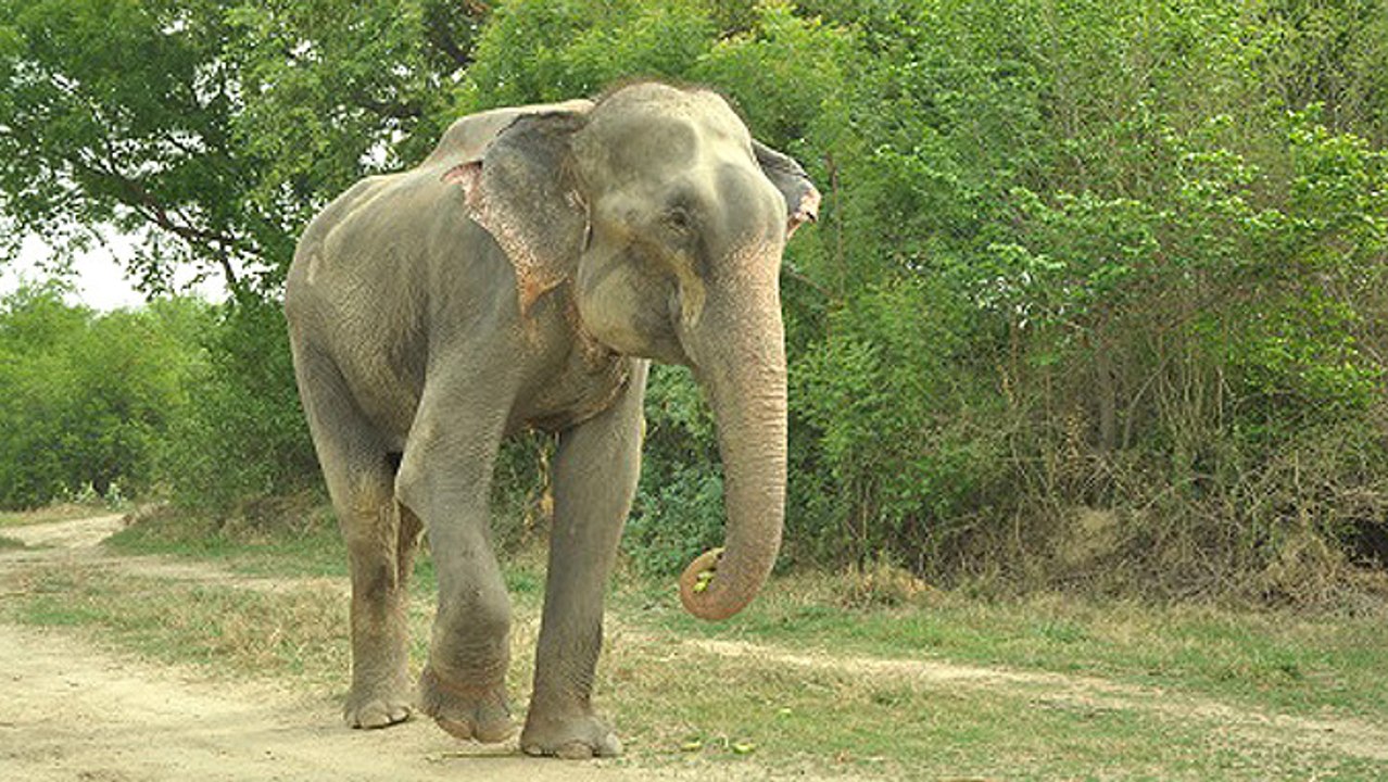Raju The Elephant Freed From Chains After 50 Years Of Servitude