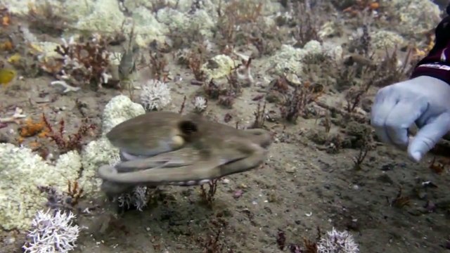 Octopus Puts Up Its Dukes Against Scuba Diver
