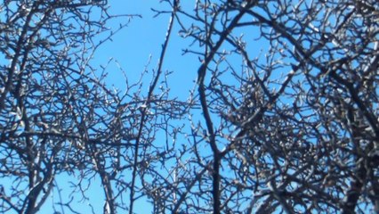 un condor au Grand Canyon