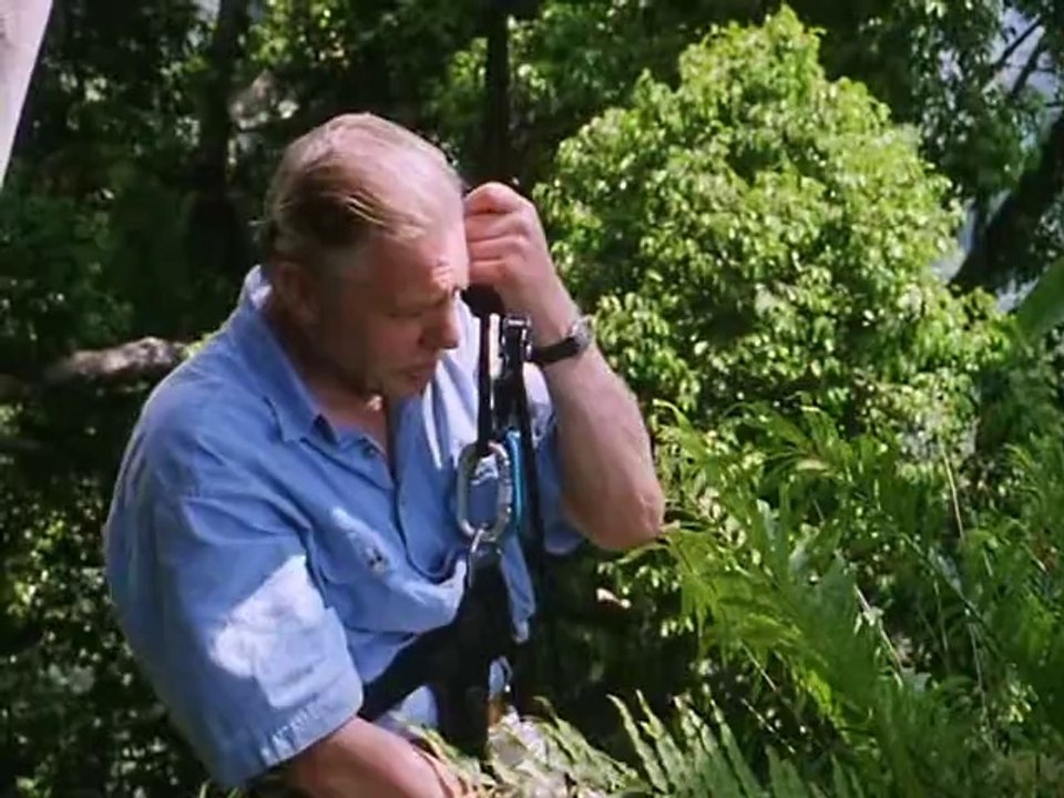 Private Life of Plants - The Social Struggle