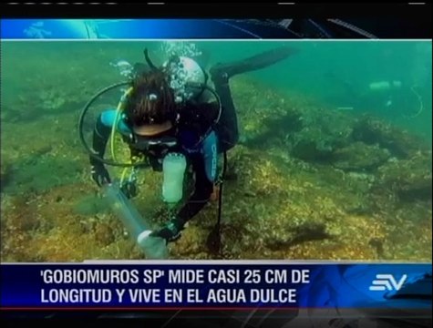 Encuentran nuevas especies en Galápagos