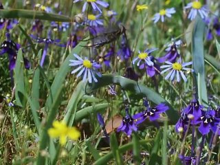 Private Life of Plants - Flowering