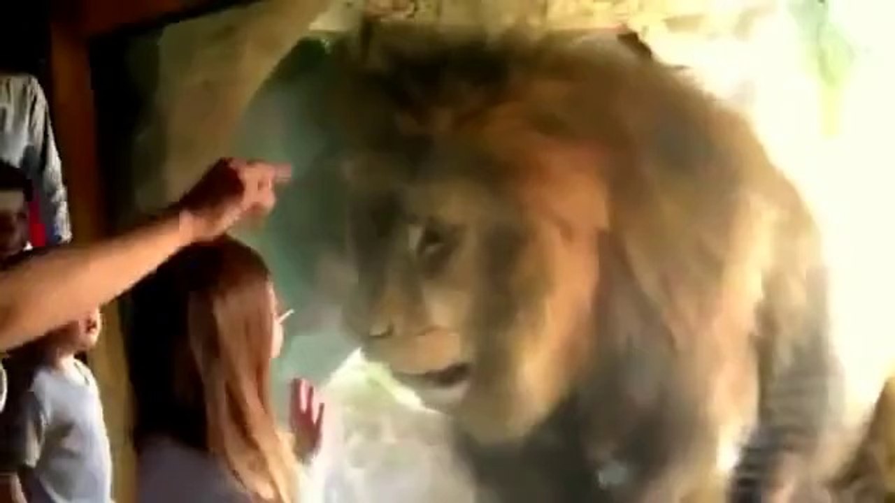 Amazing Zoo