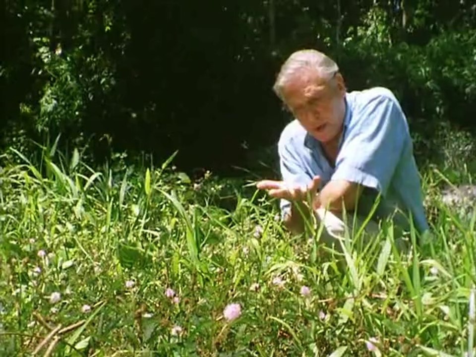 Private Life of Plants - Growing