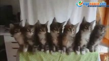 MUHTEŞEM BU KEDİLER... İZLEMEDEN GEÇMEYİN