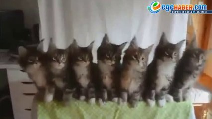 MUHTEŞEM BU KEDİLER... İZLEMEDEN GEÇMEYİN