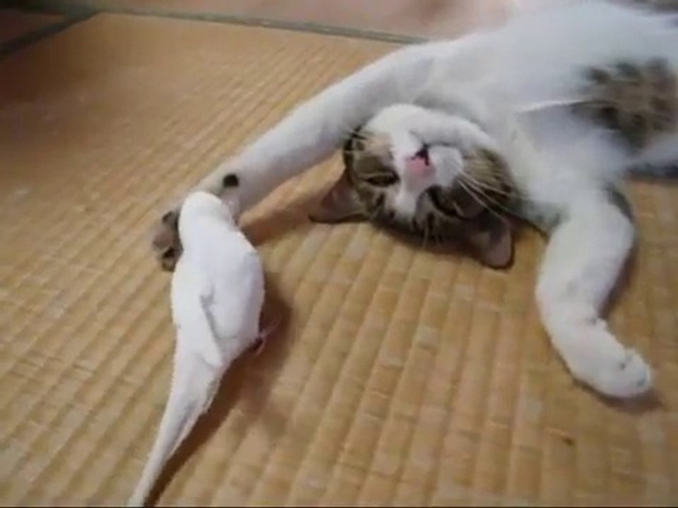 Cet oiseau va s'aventurer à réveiller un chat tout en douceur