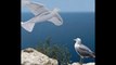 Surveillance : les nouveaux drones imiteront le vol des oiseaux