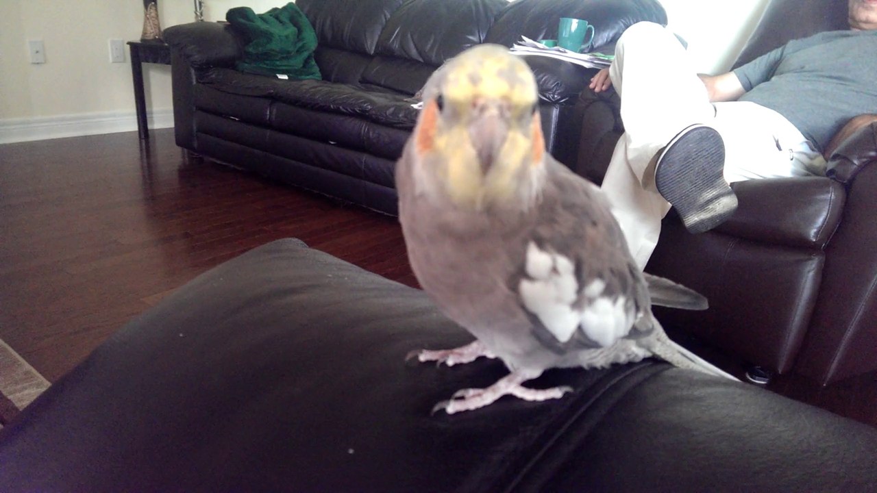 HAPPY COCKATIEL 2