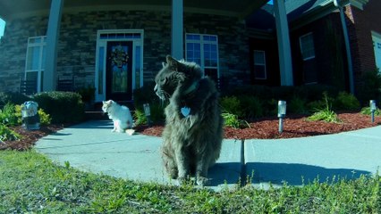 Dog Vlogging: A Day In The Life