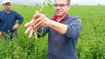 Yonca - Aydın Yenipazar - Abdullah Pehlivan