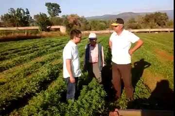 1 yaşında 3. biçim  Yonca - Aydın Çine - Fevzi Baştürk