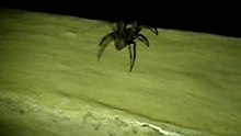 ArAiGnée Du Soir