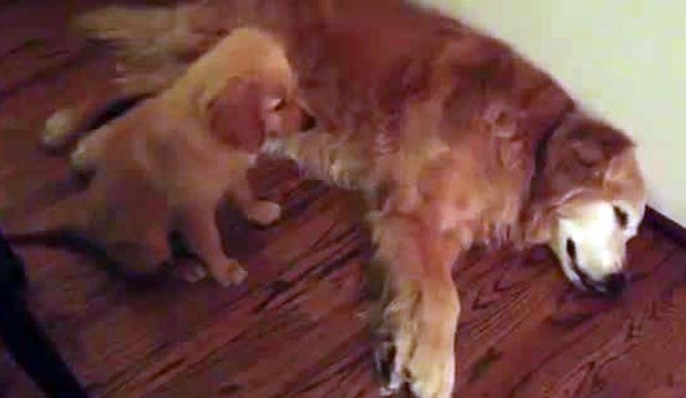 Un chiot réconforte un chien en plein cauchemar