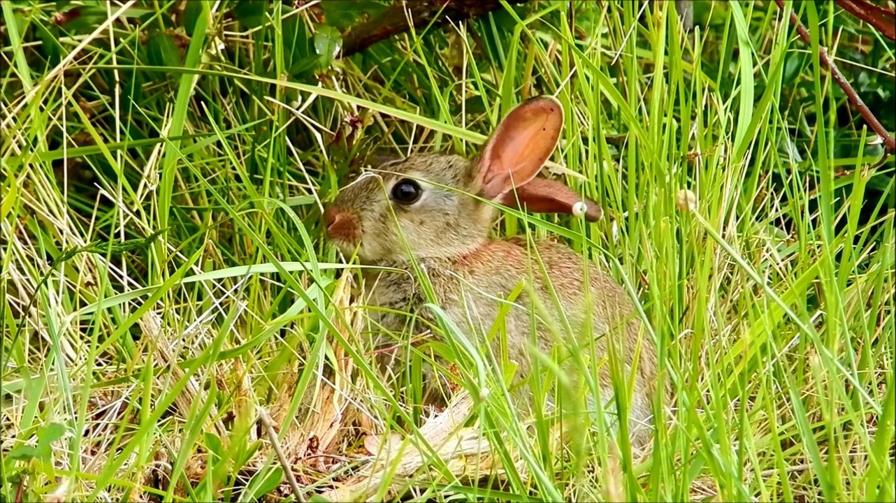 Lapins de garenne de Malras