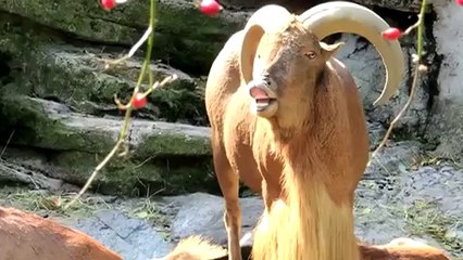 Descargar video: Jurassic Goat : thèm de Jurassic Park en version chèvres folles!