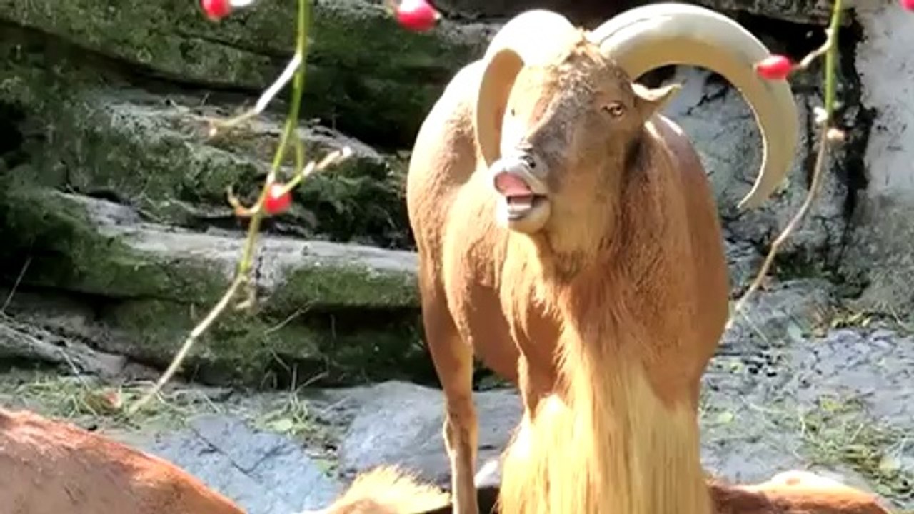 Jurassic Goat : thèm de Jurassic Park en version chèvres folles!