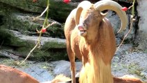 Jurassic Goat : Jurassic Park theme sang by crazy Goats