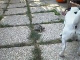 Match de foot entre un chien et une tortue... Craquant!