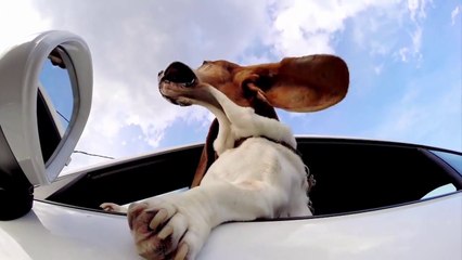 This dog really likes his Porsche