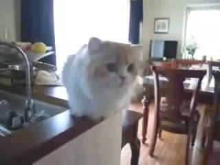 【新キャラ】しゃべる猫マーヤを日本商工リサーチ